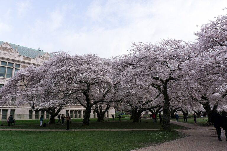 University of Washington Cherry Blossoms from Wikimedia